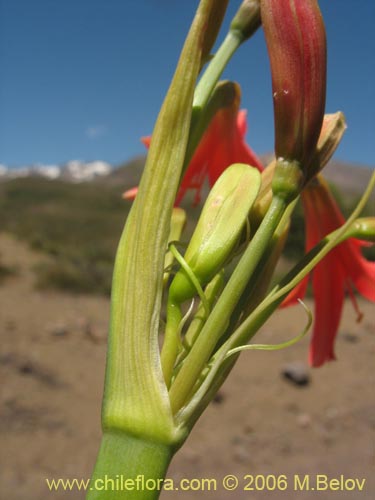 Image of Famatina cisandina (). Click to enlarge parts of image.