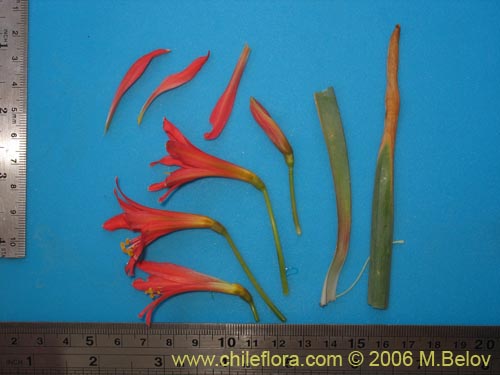 Image of Famatina cisandina (). Click to enlarge parts of image.