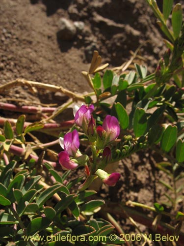 Image of Astragalus pehuenches (). Click to enlarge parts of image.