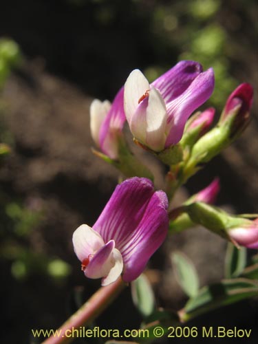Image of Astragalus pehuenches (). Click to enlarge parts of image.