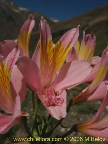 Bild von Alstroemeria ligtu ssp. incarnata (). Klicken Sie, um den Ausschnitt zu vergrössern.