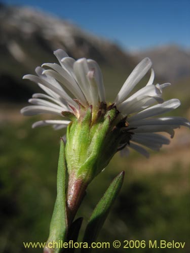 Bild von Asteraceae sp. #3082 (). Klicken Sie, um den Ausschnitt zu vergrössern.