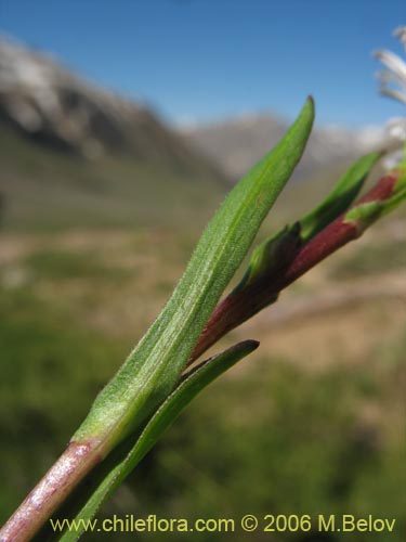 Bild von Asteraceae sp. #3082 (). Klicken Sie, um den Ausschnitt zu vergrössern.