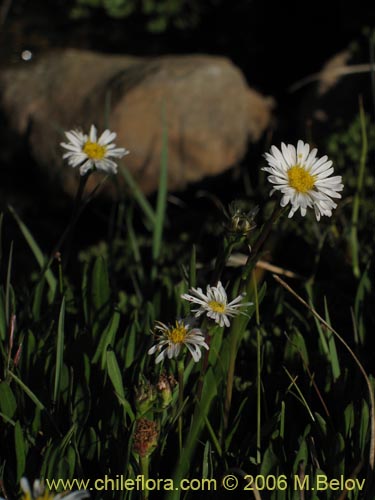 Bild von Asteraceae sp. #3082 (). Klicken Sie, um den Ausschnitt zu vergrössern.