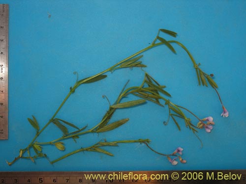 Bild von Vicia sp. #1674 (). Klicken Sie, um den Ausschnitt zu vergrössern.