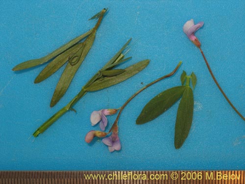 Bild von Vicia sp. #1674 (). Klicken Sie, um den Ausschnitt zu vergrössern.