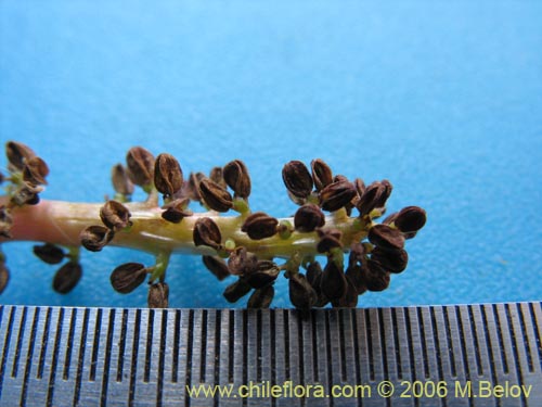 Gunnera magellanica的照片