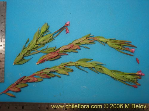 Bild von Epilobium sp. #1675 (). Klicken Sie, um den Ausschnitt zu vergrössern.