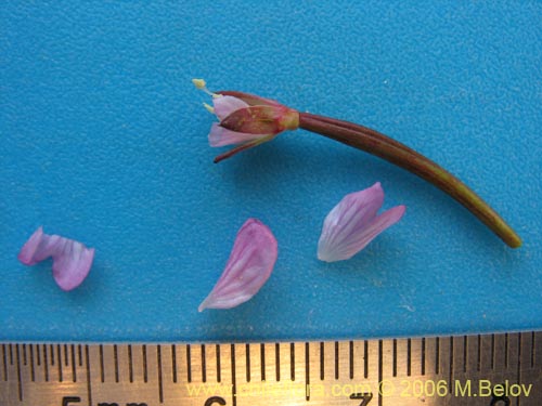 Bild von Epilobium sp. #1675 (). Klicken Sie, um den Ausschnitt zu vergrössern.