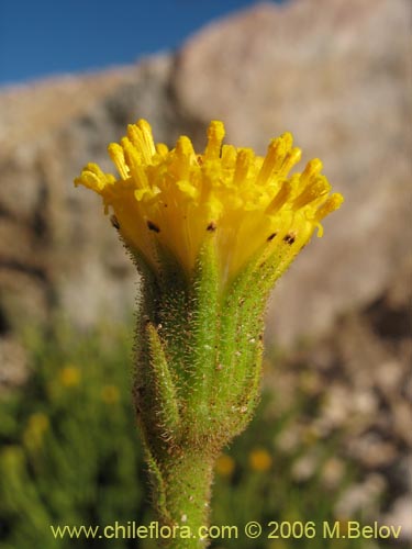 Image of Senecio sp. #1308 (). Click to enlarge parts of image.