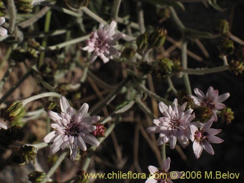 Image of Leucheria viscida (). Click to enlarge parts of image.