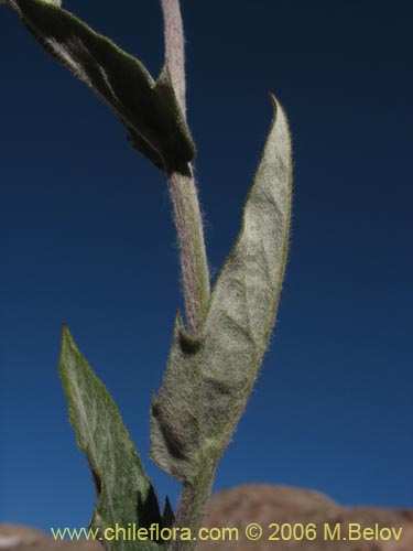 Leucheria viscida의 사진