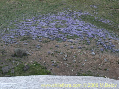 Image of Astragalus cruckshanksii (). Click to enlarge parts of image.