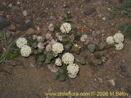 Bild von Nassauvia lagascae (Repollito / Nassauvia pigmea). Klicken Sie, um den Ausschnitt zu vergrössern.
