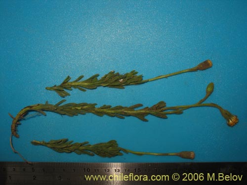 Image of Senecio sp. #1308 (). Click to enlarge parts of image.