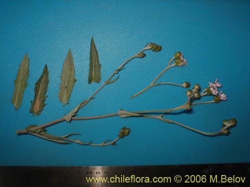 Leucheria viscida의 사진