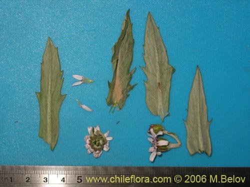 Image of Leucheria viscida (). Click to enlarge parts of image.