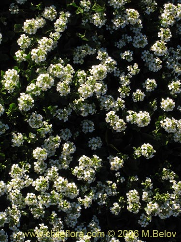 Brassicaceae sp. #3084의 사진