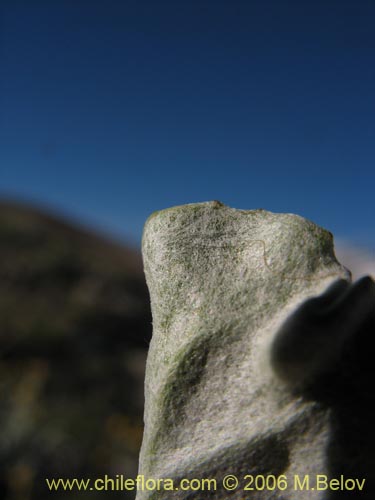 Image of Senecio gilliesii (). Click to enlarge parts of image.