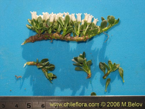 Bild von Discaria nana (Discaria chica). Klicken Sie, um den Ausschnitt zu vergrössern.