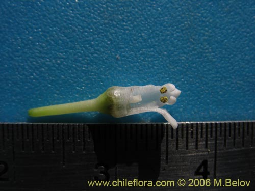 Bild von Discaria nana (Discaria chica). Klicken Sie, um den Ausschnitt zu vergrössern.