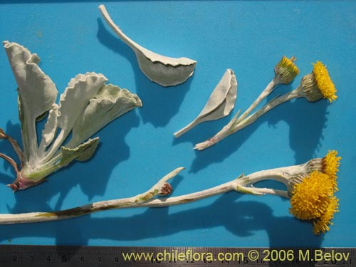 Image of Senecio gilliesii (). Click to enlarge parts of image.