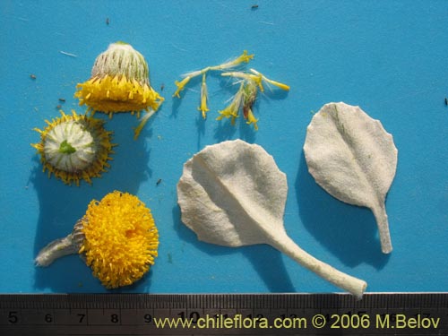 Image of Senecio gilliesii (). Click to enlarge parts of image.