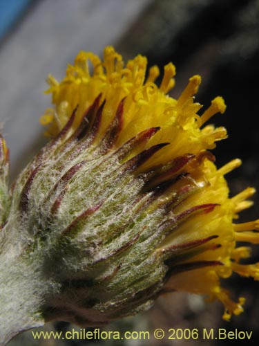 Image of Senecio gilliesii (). Click to enlarge parts of image.