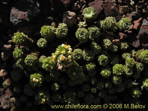 Bild von Nassauvia lagascae (Repollito / Nassauvia pigmea). Klicken Sie, um den Ausschnitt zu vergrössern.