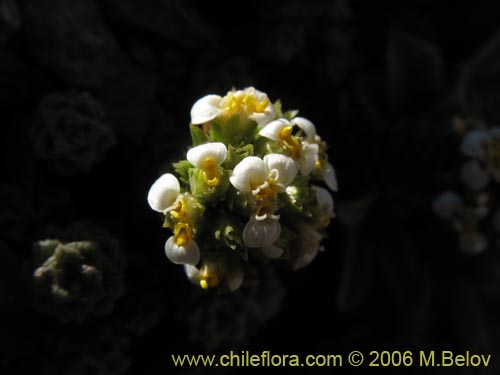 Bild von Nassauvia lagascae (Repollito / Nassauvia pigmea). Klicken Sie, um den Ausschnitt zu vergrössern.