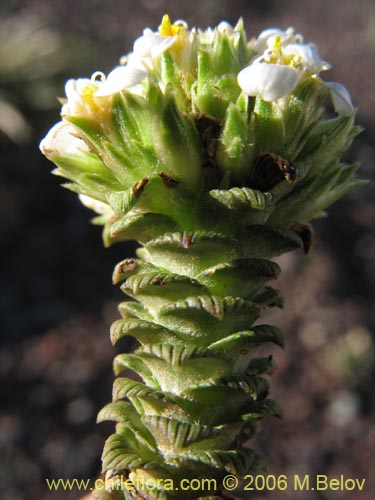 Bild von Nassauvia lagascae (Repollito / Nassauvia pigmea). Klicken Sie, um den Ausschnitt zu vergrössern.