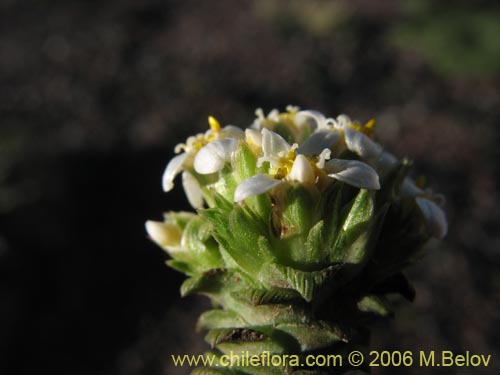 Bild von Nassauvia lagascae (Repollito / Nassauvia pigmea). Klicken Sie, um den Ausschnitt zu vergrössern.