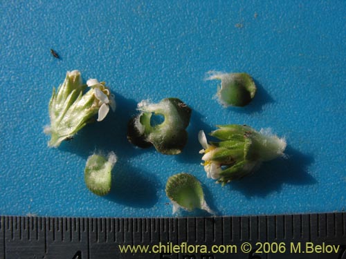 Bild von Nassauvia lagascae (Repollito / Nassauvia pigmea). Klicken Sie, um den Ausschnitt zu vergrössern.