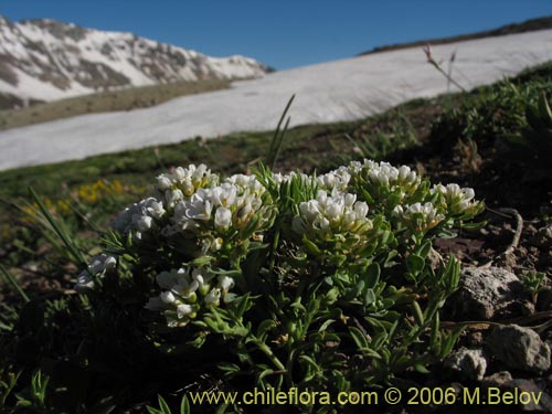 Bild von Brassicaceae sp. #3083 (). Klicken Sie, um den Ausschnitt zu vergrössern.