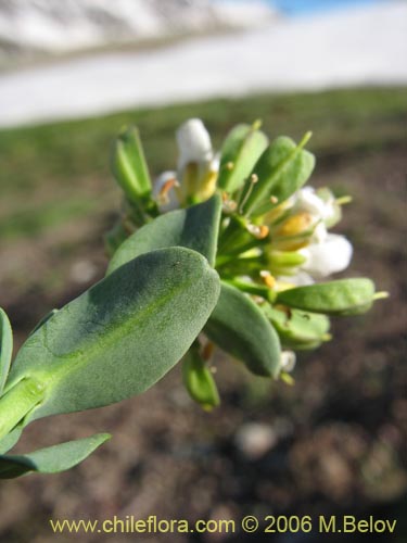 Bild von Brassicaceae sp. #3083 (). Klicken Sie, um den Ausschnitt zu vergrössern.