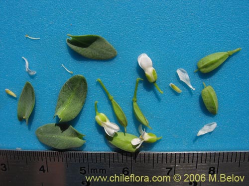 Bild von Brassicaceae sp. #3083 (). Klicken Sie, um den Ausschnitt zu vergrössern.