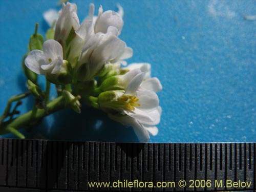 Bild von Brassicaceae sp. #3083 (). Klicken Sie, um den Ausschnitt zu vergrössern.