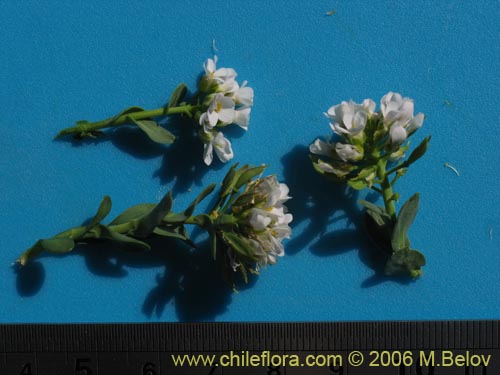 Bild von Brassicaceae sp. #3083 (). Klicken Sie, um den Ausschnitt zu vergrössern.