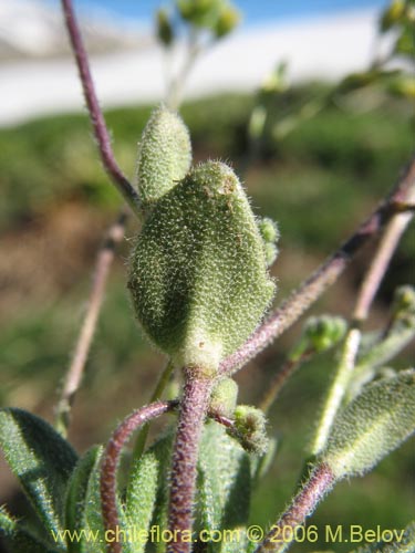 没断定的植物 sp. #2417的照片