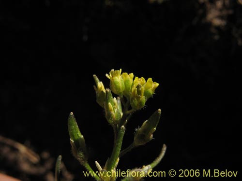 没断定的植物 sp. #2417的照片