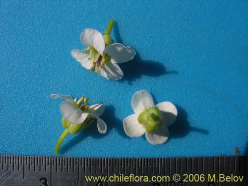 Brassicaceae sp. #3084의 사진