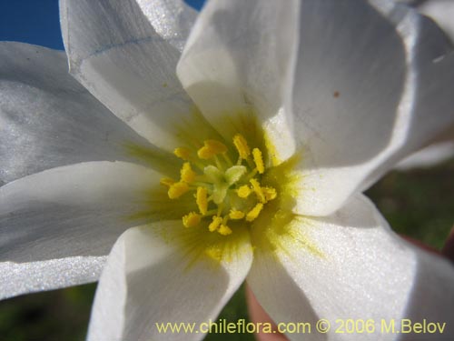 Image of Calandrinia affinis (). Click to enlarge parts of image.