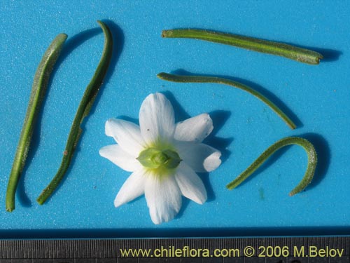 Image of Calandrinia affinis (). Click to enlarge parts of image.