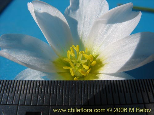 Image of Calandrinia affinis (). Click to enlarge parts of image.