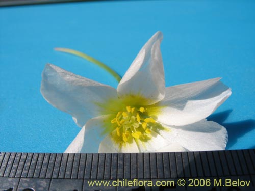 Image of Calandrinia affinis (). Click to enlarge parts of image.