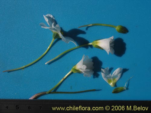 Image of Calandrinia affinis (). Click to enlarge parts of image.