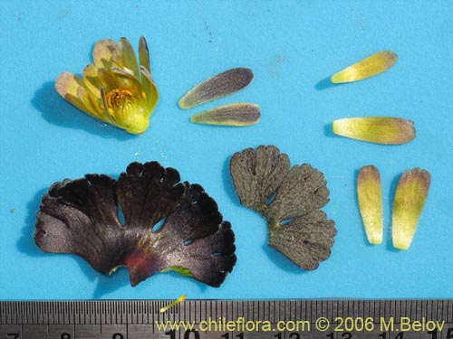 Image of Barneoudia major var. major (). Click to enlarge parts of image.