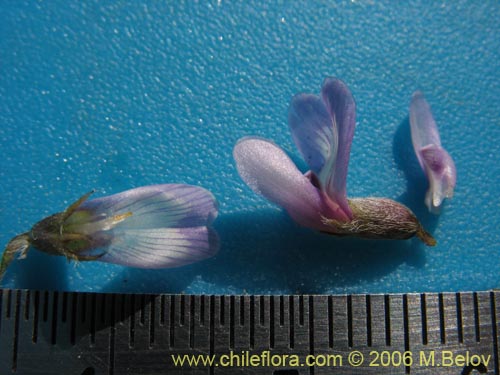 Image of Fabaceae sp. #1904 (). Click to enlarge parts of image.