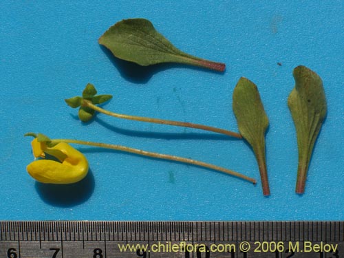 Bild von Calceolaria polyrhiza (). Klicken Sie, um den Ausschnitt zu vergrössern.