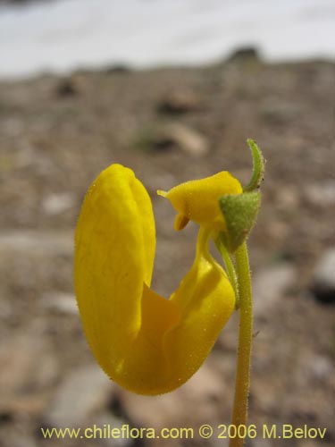 Bild von Calceolaria polyrhiza (). Klicken Sie, um den Ausschnitt zu vergrössern.